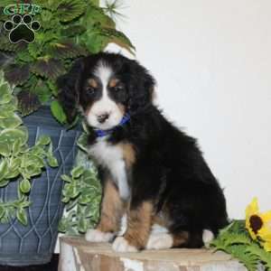 Sugar, Bernedoodle Puppy